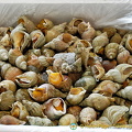 Les bulots, a French favourite
